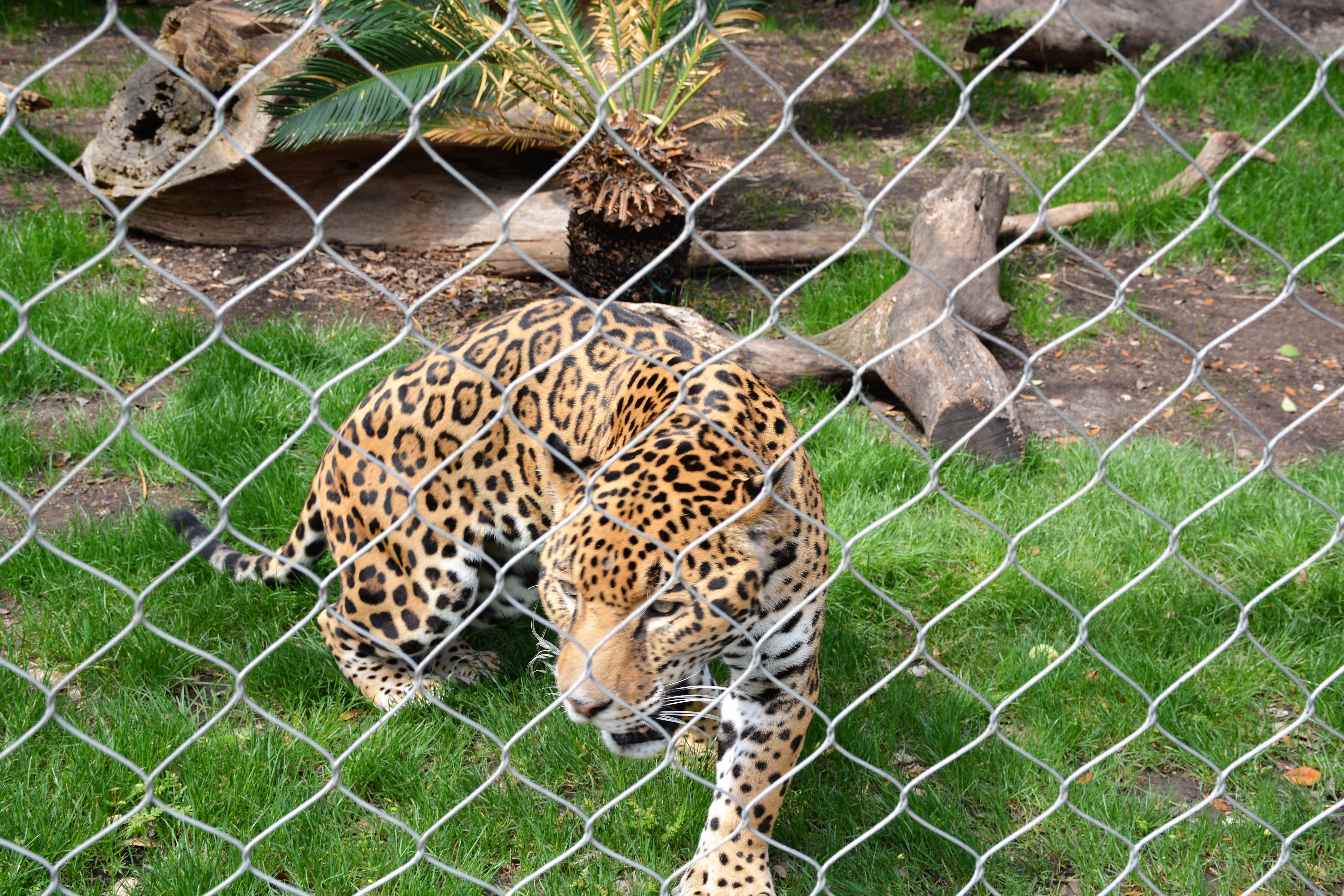 Visit the Zoo on your Next Family Vacation #Ad #SanAntonioZoo #FamilyFun #Vacation