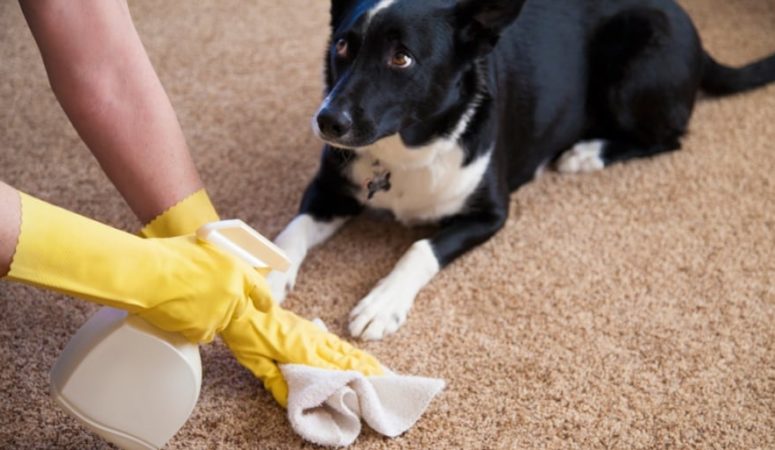 Top 5 carpet cleaning tips for pet owners