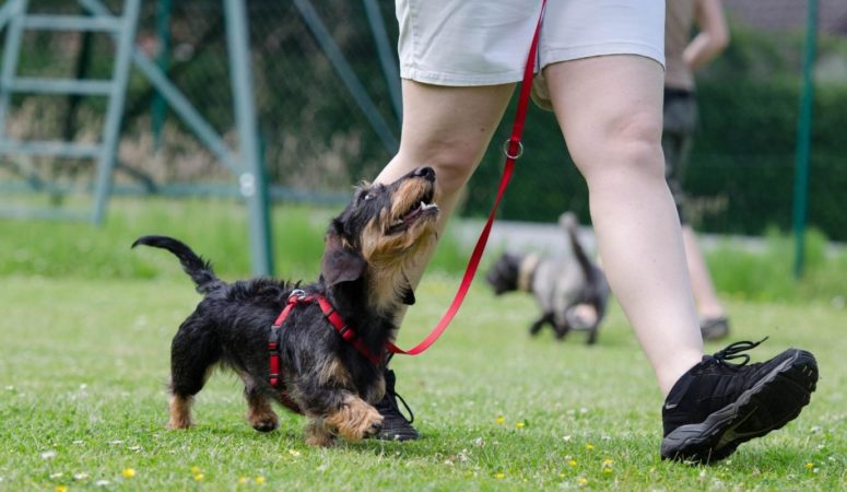 5 Reasons Why Dog Obedience Training is Important for Your Family Pet